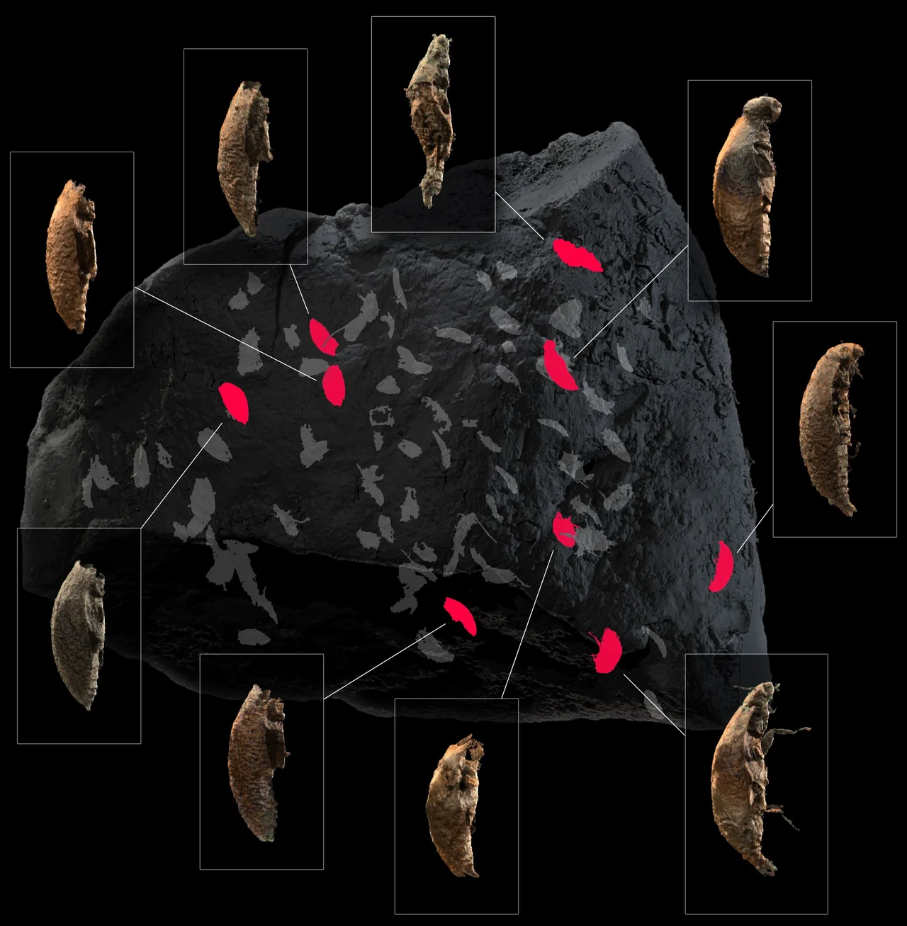 Location of the beetles found in the coprolite