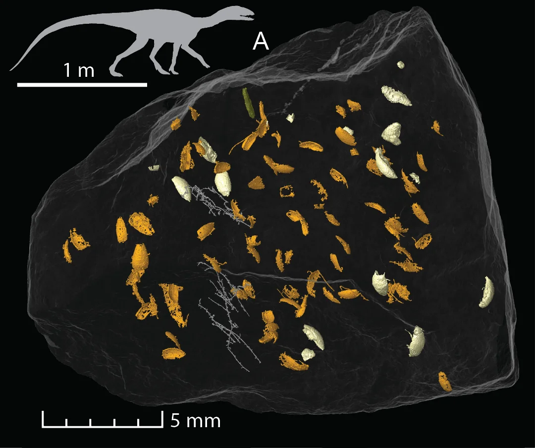 Beetles in coprolite