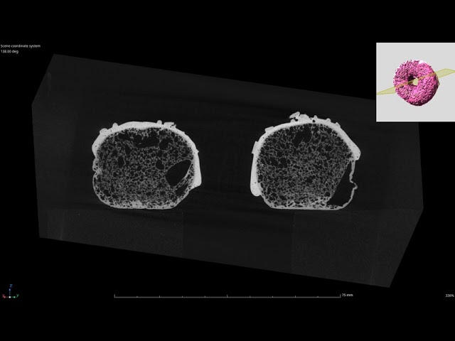 Donut in VGSTUDIO MAX - Cross Section, Rotation View