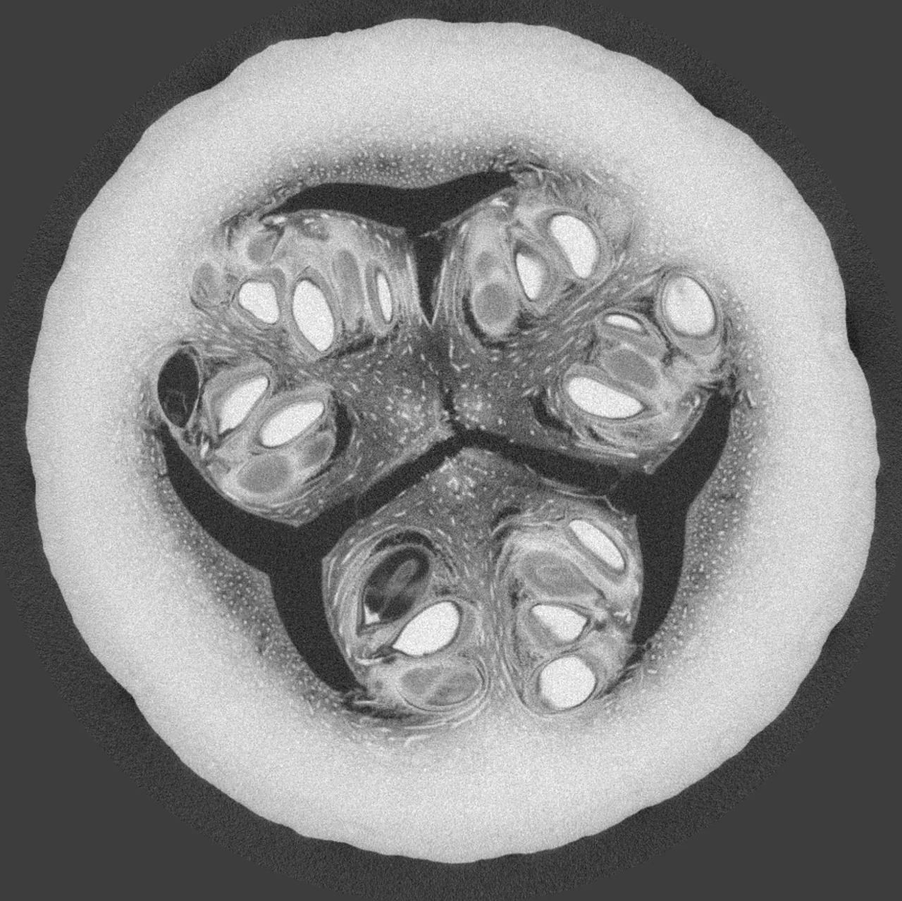 CT cross-section of the pumpkin